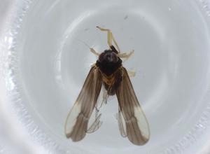  ( - BIOUG56759-E02)  @11 [ ] CreativeCommons - Attribution (2020) Centre for Biodiversity Genomics Centre for Biodiversity Genomics