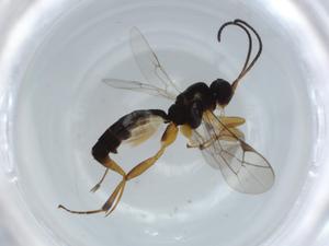  ( - BIOUG56762-D12)  @11 [ ] CreativeCommons - Attribution (2020) Centre for Biodiversity Genomics Centre for Biodiversity Genomics