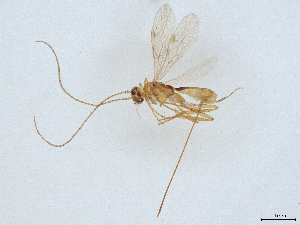  ( - BIOUG56763-D06)  @11 [ ] CreativeCommons - Attribution (2021) CBG Photography Group Centre for Biodiversity Genomics