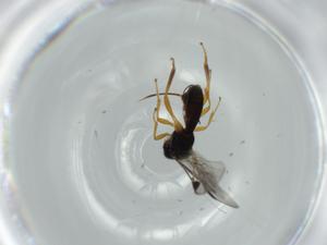  ( - BIOUG56763-A02)  @11 [ ] CreativeCommons - Attribution (2020) Centre for Biodiversity Genomics Centre for Biodiversity Genomics