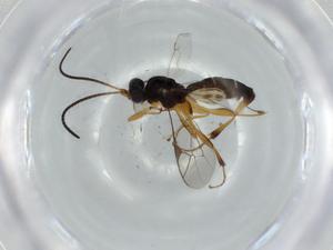  ( - BIOUG56763-E04)  @11 [ ] CreativeCommons - Attribution (2020) Centre for Biodiversity Genomics Centre for Biodiversity Genomics