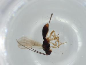  ( - BIOUG56763-F07)  @11 [ ] CreativeCommons - Attribution (2020) Centre for Biodiversity Genomics Centre for Biodiversity Genomics