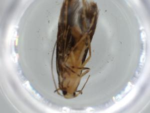  ( - BIOUG58299-E01)  @11 [ ] CreativeCommons - Attribution (2020) Centre for Biodiversity Genomics Centre for Biodiversity Genomics