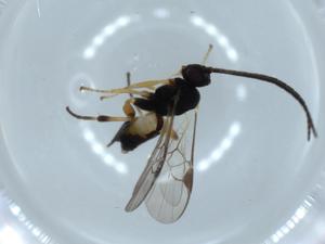  ( - BIOUG57237-G04)  @11 [ ] CreativeCommons - Attribution (2020) Centre for Biodiversity Genomics Centre for Biodiversity Genomics