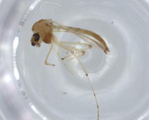  ( - BIOUG57242-G04)  @11 [ ] CreativeCommons - Attribution (2020) Centre for Biodiversity Genomics Centre for Biodiversity Genomics