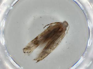  ( - BIOUG57248-D10)  @11 [ ] CreativeCommons - Attribution (2020) Centre for Biodiversity Genomics Centre for Biodiversity Genomics