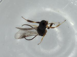  ( - BIOUG57252-B01)  @11 [ ] CreativeCommons - Attribution (2020) Centre for Biodiversity Genomics Centre for Biodiversity Genomics