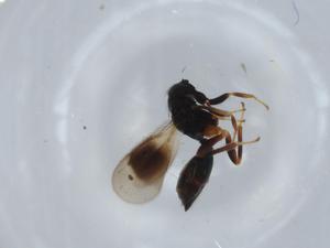  ( - BIOUG57254-C11)  @11 [ ] CreativeCommons - Attribution (2020) Centre for Biodiversity Genomics Centre for Biodiversity Genomics