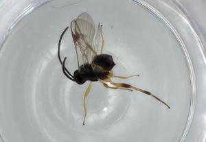  ( - BIOUG57256-A04)  @11 [ ] CreativeCommons - Attribution (2020) Centre for Biodiversity Genomics Centre for Biodiversity Genomics