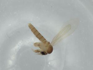  ( - BIOUG57266-F01)  @11 [ ] CreativeCommons - Attribution (2020) Centre for Biodiversity Genomics Centre for Biodiversity Genomics