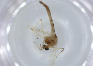  ( - BIOUG57272-F03)  @11 [ ] CreativeCommons - Attribution (2020) Centre for Biodiversity Genomics Centre for Biodiversity Genomics