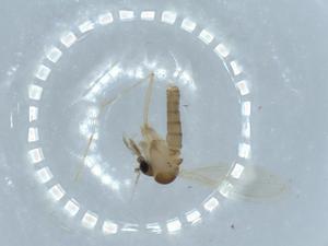  ( - BIOUG57273-C11)  @11 [ ] CreativeCommons - Attribution (2020) Centre for Biodiversity Genomics Centre for Biodiversity Genomics