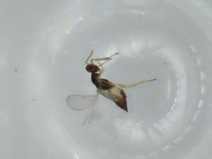  ( - BIOUG57277-H08)  @11 [ ] CreativeCommons - Attribution (2020) Centre for Biodiversity Genomics Centre for Biodiversity Genomics