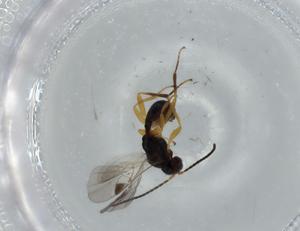  ( - BIOUG57286-E04)  @11 [ ] CreativeCommons - Attribution (2020) Centre for Biodiversity Genomics Centre for Biodiversity Genomics