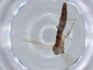  ( - BIOUG57290-E09)  @11 [ ] CreativeCommons - Attribution (2020) Centre for Biodiversity Genomics Centre for Biodiversity Genomics