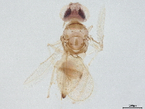  (Chrysonotomyia Malaise9282 - BIOUG57912-A06)  @11 [ ] CreativeCommons - Attribution (2022) CBG Photography Group Centre for Biodiversity Genomics