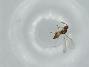  ( - BIOUG57914-C06)  @11 [ ] CreativeCommons - Attribution (2020) Centre for Biodiversity Genomics Centre for Biodiversity Genomics