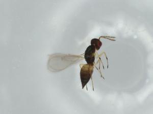  ( - BIOUG57916-G05)  @11 [ ] CreativeCommons - Attribution (2020) Centre for Biodiversity Genomics Centre for Biodiversity Genomics