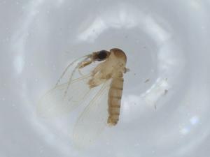  ( - BIOUG57945-C09)  @11 [ ] CreativeCommons - Attribution (2020) Centre for Biodiversity Genomics Centre for Biodiversity Genomics