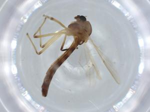  ( - BIOUG57947-C10)  @11 [ ] CreativeCommons - Attribution (2020) Centre for Biodiversity Genomics Centre for Biodiversity Genomics