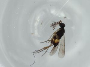  ( - BIOUG57952-A03)  @12 [ ] CreativeCommons - Attribution (2020) Centre for Biodiversity Genomics Centre for Biodiversity Genomics