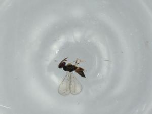  ( - BIOUG57958-H07)  @11 [ ] CreativeCommons - Attribution (2020) Centre for Biodiversity Genomics Centre for Biodiversity Genomics