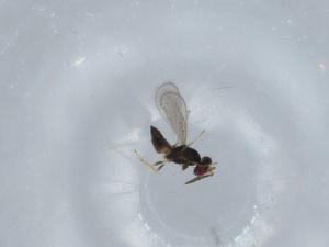  ( - BIOUG57959-F04)  @11 [ ] CreativeCommons - Attribution (2020) Centre for Biodiversity Genomics Centre for Biodiversity Genomics