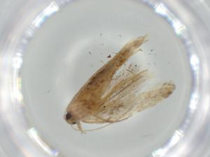  ( - BIOUG57968-C06)  @11 [ ] CreativeCommons - Attribution (2020) Centre for Biodiversity Genomics Centre for Biodiversity Genomics