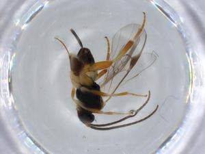  ( - BIOUG57344-D11)  @11 [ ] CreativeCommons - Attribution (2020) Centre for Biodiversity Genomics Centre for Biodiversity Genomics