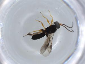  ( - BIOUG57345-B04)  @11 [ ] CreativeCommons - Attribution (2020) Centre for Biodiversity Genomics Centre for Biodiversity Genomics