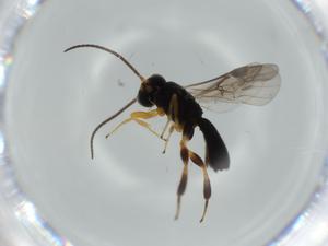  ( - BIOUG57353-B07)  @11 [ ] CreativeCommons - Attribution (2020) Centre for Biodiversity Genomics Centre for Biodiversity Genomics