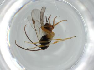  ( - BIOUG57353-A02)  @11 [ ] CreativeCommons - Attribution (2020) Centre for Biodiversity Genomics Centre for Biodiversity Genomics