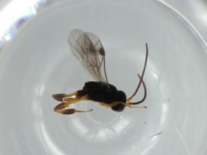  ( - BIOUG57353-A08)  @11 [ ] CreativeCommons - Attribution (2020) Centre for Biodiversity Genomics Centre for Biodiversity Genomics