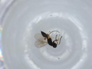  ( - BIOUG57354-D01)  @11 [ ] CreativeCommons - Attribution (2020) Centre for Biodiversity Genomics Centre for Biodiversity Genomics