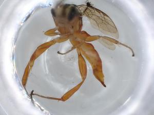  ( - BIOUG57366-A07)  @11 [ ] CreativeCommons - Attribution (2020) Centre for Biodiversity Genomics Centre for Biodiversity Genomics