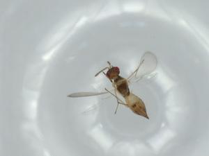  ( - BIOUG57375-D02)  @11 [ ] CreativeCommons - Attribution (2020) Centre for Biodiversity Genomics Centre for Biodiversity Genomics