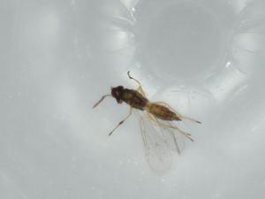  ( - BIOUG57375-E12)  @11 [ ] CreativeCommons - Attribution (2020) Centre for Biodiversity Genomics Centre for Biodiversity Genomics