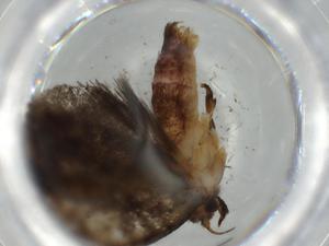  ( - BIOUG57392-B05)  @11 [ ] CreativeCommons - Attribution (2020) Centre for Biodiversity Genomics Centre for Biodiversity Genomics