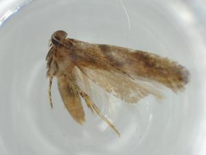  ( - BIOUG57392-A02)  @11 [ ] CreativeCommons - Attribution (2020) Centre for Biodiversity Genomics Centre for Biodiversity Genomics