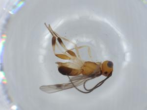  ( - BIOUG57397-C09)  @11 [ ] CreativeCommons - Attribution (2020) Centre for Biodiversity Genomics Centre for Biodiversity Genomics