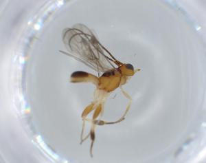  ( - BIOUG57398-E06)  @11 [ ] CreativeCommons - Attribution (2020) Centre for Biodiversity Genomics Centre for Biodiversity Genomics