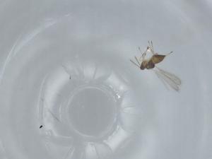  ( - BIOUG57400-A07)  @11 [ ] CreativeCommons - Attribution (2020) Centre for Biodiversity Genomics Centre for Biodiversity Genomics