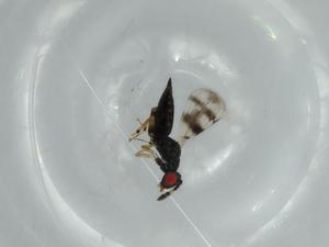  ( - BIOUG58640-A10)  @11 [ ] CreativeCommons - Attribution (2020) Centre for Biodiversity Genomics Centre for Biodiversity Genomics