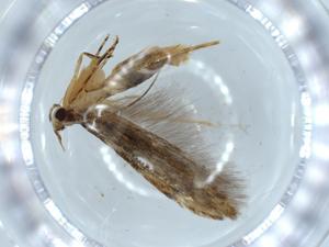  (blastoMalaise01 Malaise9179 - BIOUG56296-F10)  @11 [ ] CreativeCommons - Attribution (2020) Centre for Biodiversity Genomics Centre for Biodiversity Genomics