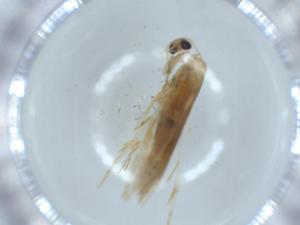  ( - BIOUG56296-F04)  @11 [ ] CreativeCommons - Attribution (2020) Centre for Biodiversity Genomics Centre for Biodiversity Genomics