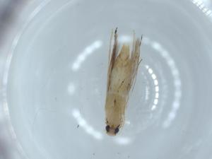  ( - BIOUG56296-H11)  @11 [ ] CreativeCommons - Attribution (2020) Centre for Biodiversity Genomics Centre for Biodiversity Genomics