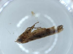  ( - BIOUG56296-H09)  @11 [ ] CreativeCommons - Attribution (2020) Centre for Biodiversity Genomics Centre for Biodiversity Genomics