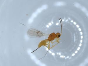  ( - BIOUG57005-H09)  @11 [ ] CreativeCommons - Attribution (2020) Centre for Biodiversity Genomics Centre for Biodiversity Genomics