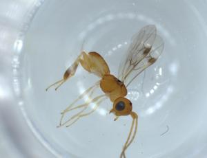  ( - BIOUG57006-E12)  @11 [ ] CreativeCommons - Attribution (2020) Centre for Biodiversity Genomics Centre for Biodiversity Genomics