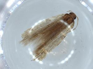  ( - BIOUG57011-B11)  @11 [ ] CreativeCommons - Attribution (2020) Centre for Biodiversity Genomics Centre for Biodiversity Genomics